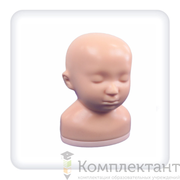 Фантом головы новорожденного с гидроцефалией для отработки навыков ультразвукового исследования